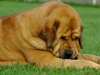 Filename=august2012ch.jpg
Filesize=290KiB
Dimensions=733x550
Date added=%397 %12, %2012 august2012ch.jpg