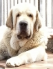 Filename=checo2r1.jpg
Filesize=105KiB
Dimensions=708x919
Date added=%033 %15, %2013 checo2r1.jpg
