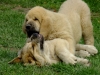 Filename=corrado3.jpg
Filesize=94KiB
Dimensions=733x550
Date added=%044 %18, %2011 corrado3.jpg