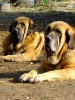 Filename=cuetonegro8.jpg
Filesize=246KiB
Dimensions=450x600
Date added=%865 %20, %2010 cuetonegro8.jpg