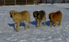 Filename=daffy18m5.jpg
Filesize=80KiB
Dimensions=736x450
Date added=%035 %23, %2012 daffy18m5.jpg