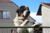 Filename=daisy19m2.jpg
Filesize=227KiB
Dimensions=825x550
Date added=%553 %22, %2017 daisy19m2.jpg