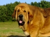 Filename=dali18months1.jpg
Filesize=143KiB
Dimensions=800x600
Date added=%005 %16, %2011 dali18months1.jpg