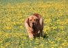 Filename=dali5,5r3.jpg
Filesize=351KiB
Dimensions=771x550
Date added=%487 %11, %2015 dali5,5r3.jpg
