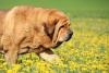 Filename=dali5,5r4.jpg
Filesize=219KiB
Dimensions=735x494
Date added=%487 %11, %2015 dali5,5r4.jpg