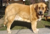 Filename=donelly4,5r4.jpg
Filesize=142KiB
Dimensions=803x550
Date added=%928 %14, %2008 donelly4,5r4.jpg