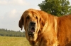 Filename=druso-nearly6years.jpg
Filesize=131KiB
Dimensions=900x600
Date added=%045 %01, %2008 druso-nearly6years.jpg