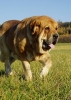 Filename=druso1~0.jpg
Filesize=55KiB
Dimensions=357x500
Date added=%829 %03, %2006 druso1~0.jpg