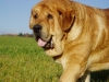 Filename=druso3.jpg
Filesize=50KiB
Dimensions=533x400
Date added=%829 %03, %2006 druso3.jpg