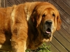 Filename=druso6,5roku3.jpg
Filesize=405KiB
Dimensions=800x600
Date added=%469 %30, %2009 druso6,5roku3.jpg