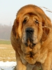Filename=druso6years3.jpg
Filesize=205KiB
Dimensions=600x800
Date added=%744 %31, %2009 druso6years3.jpg