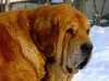 Filename=druso7years.jpg
Filesize=107KiB
Dimensions=738x550
Date added=%606 %25, %2010 druso7years.jpg