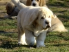 Filename=equus30.jpg
Filesize=214KiB
Dimensions=800x600
Date added=%902 %04, %2011 equus30.jpg