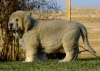 Filename=equus8.jpg
Filesize=219KiB
Dimensions=837x600
Date added=%907 %04, %2011 equus8.jpg