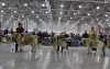 Filename=eurasia2010-simba+lordcheco.jpg
Filesize=102KiB
Dimensions=602x380
Date added=%473 %15, %2010 eurasia2010-simba+lordcheco.jpg