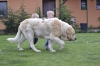 Filename=fernando4r.jpg
Filesize=593KiB
Dimensions=2000x1333
Date added=%487 %11, %2015 fernando4r.jpg