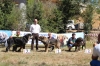 Filename=fresno33.jpg
Filesize=574KiB
Dimensions=900x600
Date added=%500 %25, %2017 fresno33.jpg