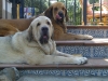 Filename=joya6let13.jpg
Filesize=249KiB
Dimensions=800x600
Date added=%063 %23, %2012 joya6let13.jpg