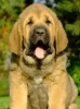 Filename=leon1.jpg
Filesize=92KiB
Dimensions=412x550
Date added=%883 %20, %2010 leon1.jpg