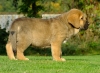 Filename=leon11.jpg
Filesize=207KiB
Dimensions=753x550
Date added=%883 %20, %2010 leon11.jpg