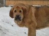 Filename=leon4,5mes4.jpg
Filesize=47KiB
Dimensions=640x480
Date added=%677 %26, %2011 leon4,5mes4.jpg
