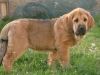 Filename=leon5.jpg
Filesize=110KiB
Dimensions=640x480
Date added=%623 %10, %2010 leon5.jpg