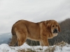 Filename=leon5m24.jpg
Filesize=52KiB
Dimensions=640x480
Date added=%676 %26, %2011 leon5m24.jpg
