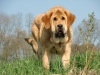 Filename=leonek8m.jpg
Filesize=110KiB
Dimensions=640x480
Date added=%810 %28, %2011 leonek8m.jpg