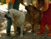 Filename=lois+ugo5.jpg
Filesize=235KiB
Dimensions=771x600
Date added=%098 %10, %2009 lois+ugo5.jpg