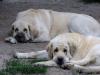 Filename=lois+ysis.jpg
Filesize=79KiB
Dimensions=800x600
Date added=%005 %16, %2011 lois+ysis.jpg