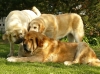 Filename=lois2,5r+druso+queen.jpg
Filesize=177KiB
Dimensions=806x600
Date added=%455 %23, %2009 lois2,5r+druso+queen.jpg