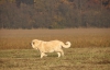 Filename=lois9l54.jpg
Filesize=197KiB
Dimensions=741x477
Date added=%025 %08, %2015 lois9l54.jpg