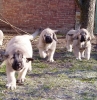 Filename=luna+lucius+lucky.jpg
Filesize=55KiB
Dimensions=389x400
Date added=%732 %07, %2007 luna+lucius+lucky.jpg