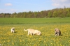 Filename=maja10,5y.jpg
Filesize=297KiB
Dimensions=825x550
Date added=%494 %11, %2015 maja10,5y.jpg