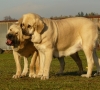 Filename=maja5l+lois1.jpg
Filesize=178KiB
Dimensions=607x550
Date added=%967 %05, %2009 maja5l+lois1.jpg