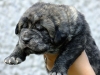 Filename=male8f.jpg
Filesize=119KiB
Dimensions=800x600
Date added=%513 %06, %2010 male8f.jpg