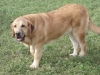 Filename=meggie8,5m.jpg
Filesize=143KiB
Dimensions=640x480
Date added=%767 %29, %2007 meggie8,5m.jpg