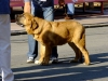 Filename=monografica.jpg
Filesize=101KiB
Dimensions=800x600
Date added=%811 %18, %2012 monografica.jpg