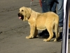 Filename=monografica1.jpg
Filesize=92KiB
Dimensions=800x600
Date added=%810 %18, %2012 monografica1.jpg