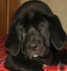 Filename=nalon3months5u.jpg
Filesize=522KiB
Dimensions=1035x1089
Date added=%706 %21, %2009 nalon3months5u.jpg