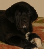 Filename=nalon9,5t6.jpg
Filesize=95KiB
Dimensions=502x550
Date added=%045 %25, %2009 nalon9,5t6.jpg