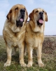 Filename=nove-tori%2Bdon.jpg
Filesize=39KiB
Dimensions=364x450
Date added=%634 %16, %2006 nove-tori%2Bdon.jpg