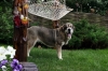 Filename=odry2r3.jpg
Filesize=160KiB
Dimensions=704x469
Date added=%918 %11, %2009 odry2r3.jpg