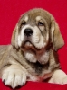 Filename=odry8t10.jpg
Filesize=41KiB
Dimensions=412x550
Date added=%996 %25, %2007 odry8t10.jpg