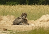 Filename=paca2r.jpg
Filesize=340KiB
Dimensions=856x600
Date added=%923 %11, %2009 paca2r.jpg