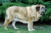 Filename=pepa1.jpg
Filesize=69KiB
Dimensions=689x450
Date added=%976 %28, %2007 pepa1.jpg