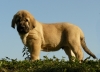 Filename=rufus9t.jpg
Filesize=146KiB
Dimensions=707x515
Date added=%811 %13, %2008 rufus9t.jpg