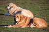 Filename=sofia7l15.jpg
Filesize=178KiB
Dimensions=828x550
Date added=%025 %08, %2015 sofia7l15.jpg