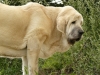 Filename=syra-nearly8m.jpg
Filesize=349KiB
Dimensions=733x550
Date added=%430 %27, %2009 syra-nearly8m.jpg