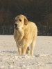 Filename=syra12,5m1.jpg
Filesize=77KiB
Dimensions=450x600
Date added=%600 %22, %2009 syra12,5m1.jpg